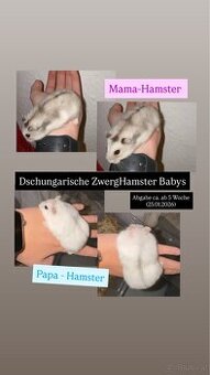 Baby Dschungarische Zwerghamster weiß&grau