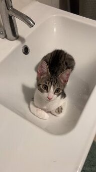Kater