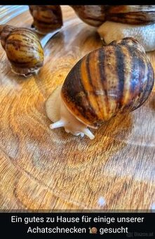 Achatschnecken zu verschenken - 1