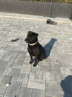 hmong bobtail dog - 1