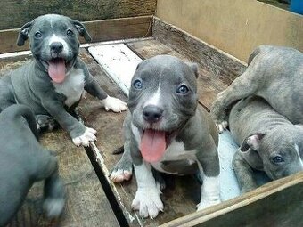 American pit Terrier Welpen