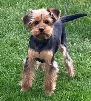 Yorki Rüde