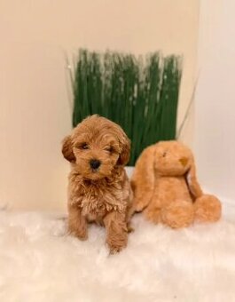 Bezaubernde Maltipoo-Welpen