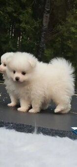 Bezaubernde Zwergspitz-pomeranian welpen
