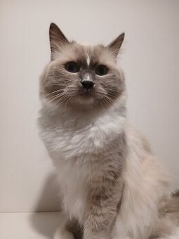 Ragdoll