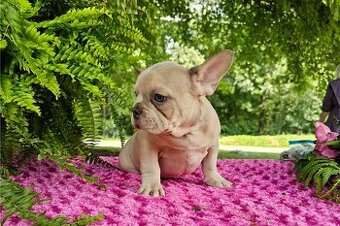 Französische Bulldoggen Welpen mit Ahnentafel