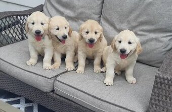Golden-Retriever-Welpen