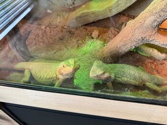 Bartagame - 1