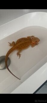 Bartagame