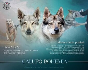 Tschechoslowakischer Wolfhund mit papiere