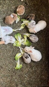 Zwergkanninchen zu verschenken