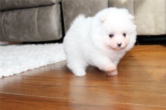 Pomeranian Zwergspitz Boo Welpen