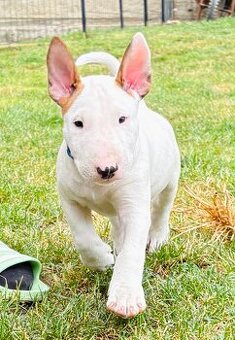 Bullterrier - 1