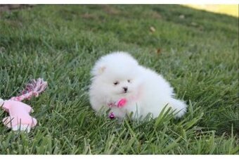 Pomeranian ZwergSpitz Teddy Welpen