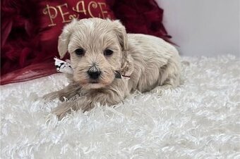 Maltipoo Welpen suchen liebevolles Zuhause