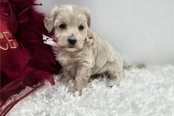 Maltipoo Welpen