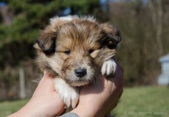 Collie Langhaar Welpen (FCI Stammbaum)