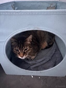 Katze zur Adoption freizugeben