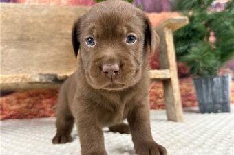 Süße Labrador Welpen mit Papieren