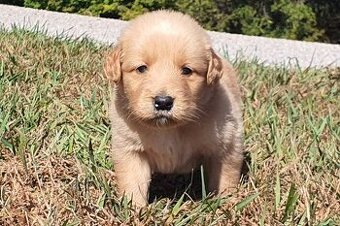 Golden Retriever Welpen suchen Ihre Familie  Welpen mit Ahne