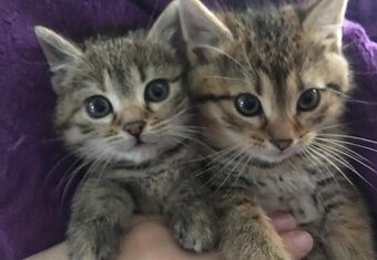 ❤️Süße Kätzchen abzugeben ❤️