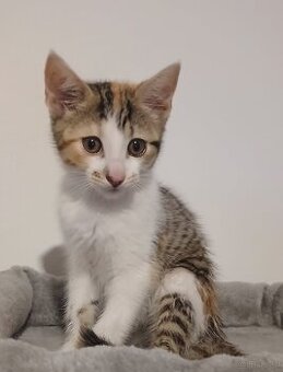 Kitten