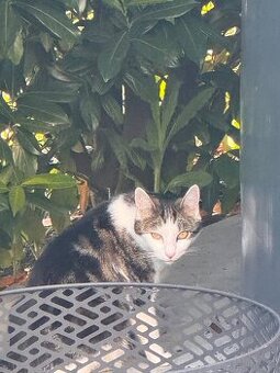 Katze zur Adoption abzugeben