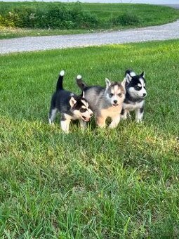 Siberian Husky Welpen
