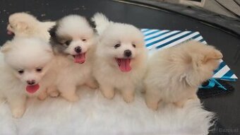 Wunderschöne Pomeranian-Welpen