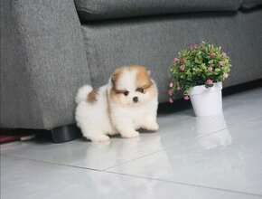 Mini Pomeranian-WHATSAPP:+4915213140266
