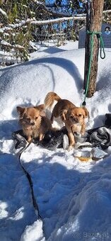 Chihuahua