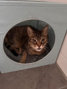 Katze zur Adoption freizugeben