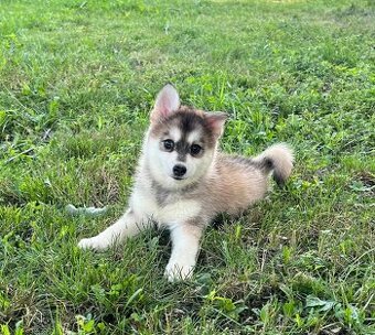Wunderschöne Pomsky-Welpen abzugeben