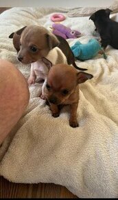 Chihuahua-welpen mini