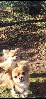 Chihuahua