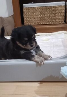 Süßes Chihuahua Mädchen