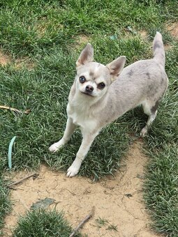 Chihuahua Hündin