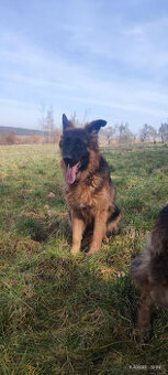 Deutscher Schäferhund Langhaarhund mit Stammbaum