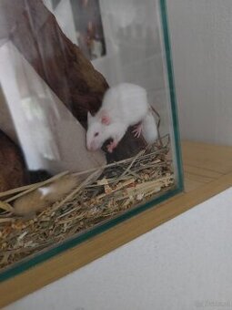 Maus babys