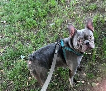 Französische Bulldogge Rüde