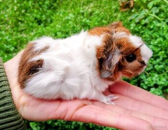 Meerschweinchen zu vermitteln