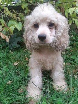 SPANIEL- FREUNDE AUFGEPASST - 1