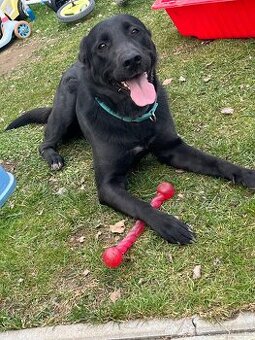 Labrador Mix hündin sucht ein neues Zuhause