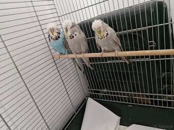 Vogelkäfig - 1