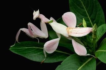 Orchideenmantis-Hymenopus coronatus