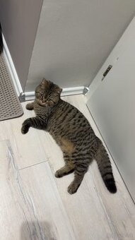 Kater zu vergeben