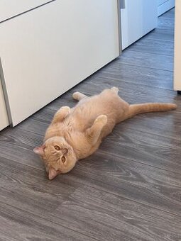 3 liebevolle Katzen suchen ein neues Zuhause 🏡