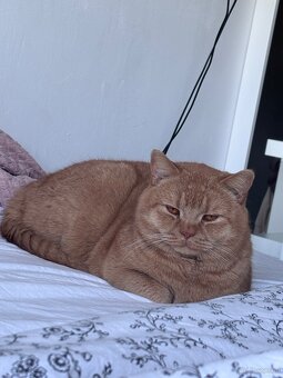 2 liebevolle Katzen suchen ein neues Zuhause 🐾
