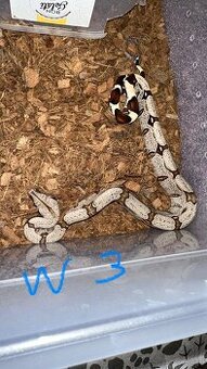 Boa constrictor Constrictor surinam