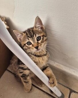 Süße Kater